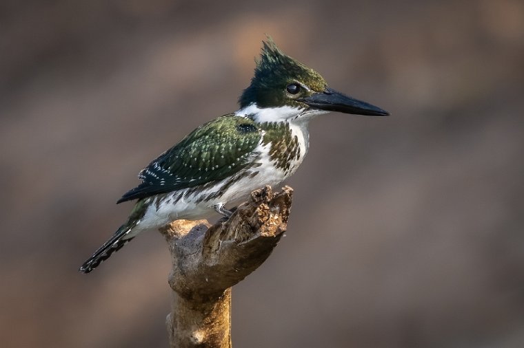 055 Noord Pantanal, amazoneijsvogel.jpg